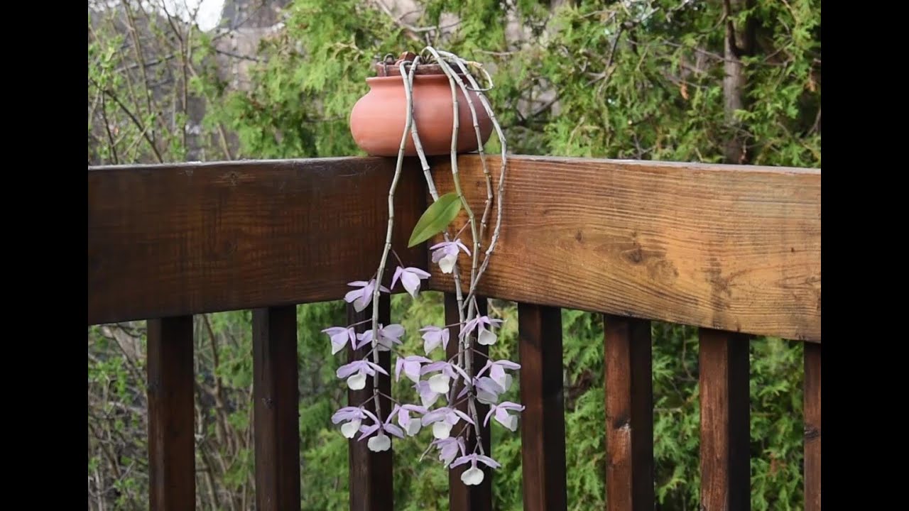 How I make orchid  Dendrobium aphyllum  (D. pierardii) bloom April 2023