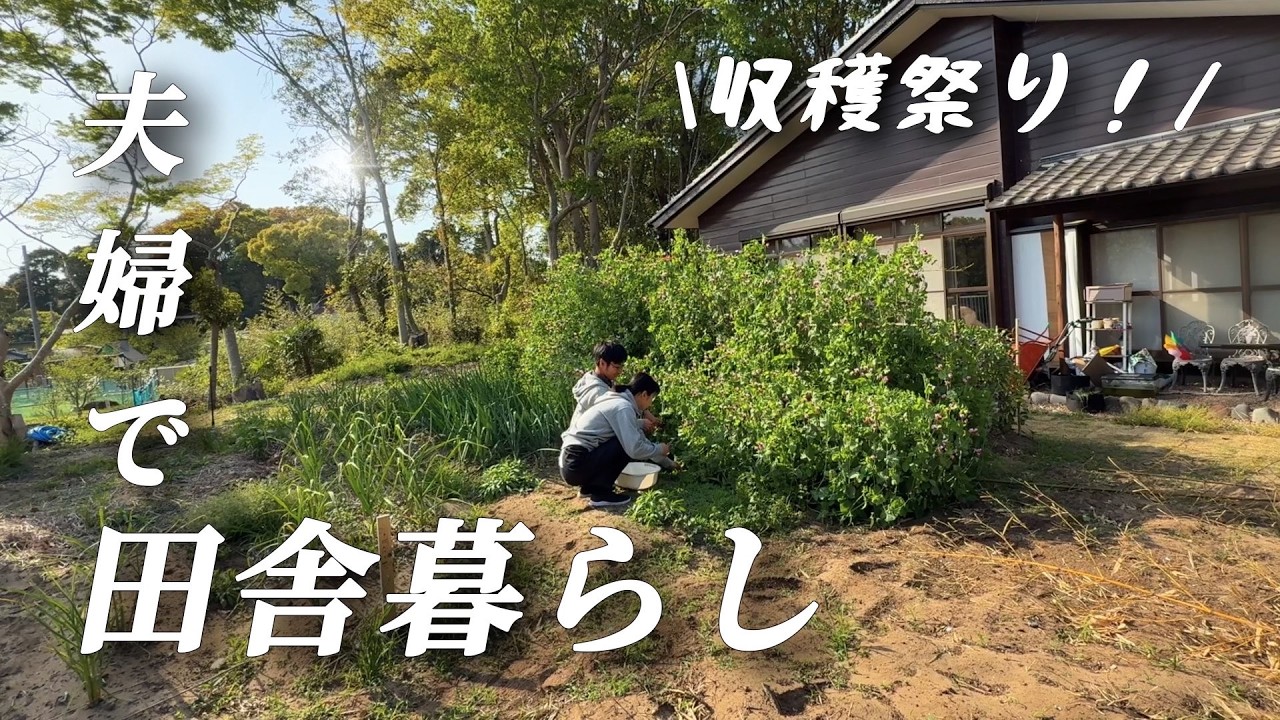 【古民家田舎暮らし】夫婦で移住/無農薬畑/春の大収穫祭りスタート【移住85】