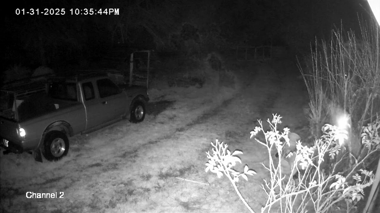 that damn bear was in my truck, 2/1/2025