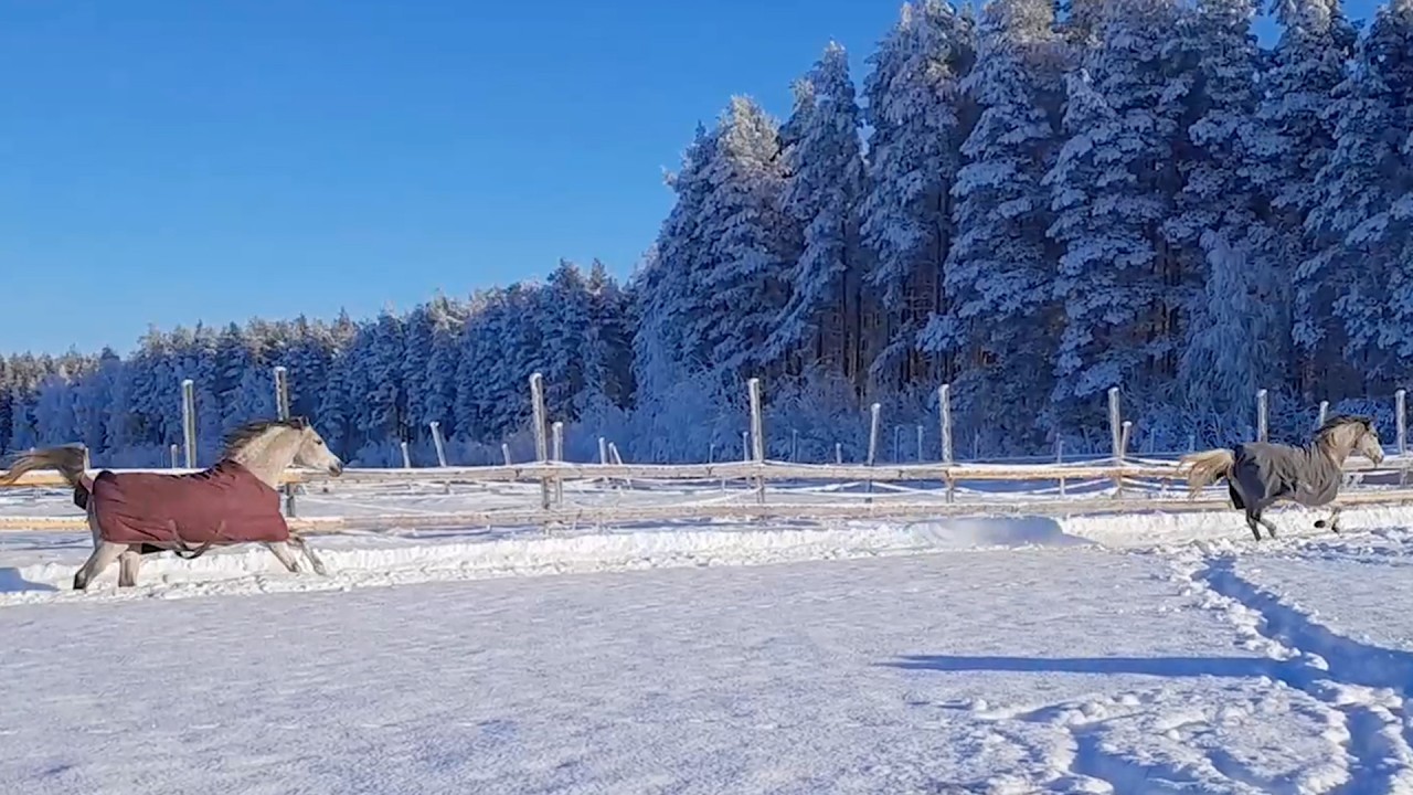 North Sweden. Luleå. Nyutsläppta – Hagrush i 31 & 33 minusgrader
