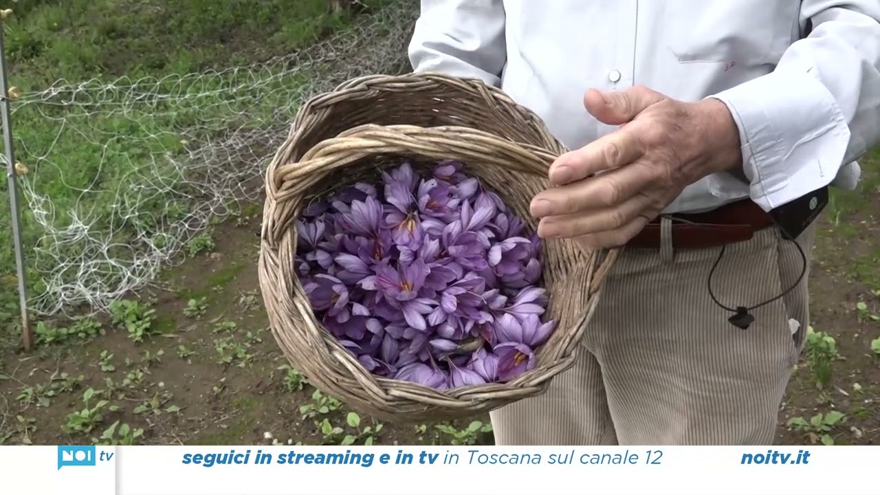 Con una settimana di ritardo sono arrivati i fiori dei Crocus Sativus, il prezioso zafferano