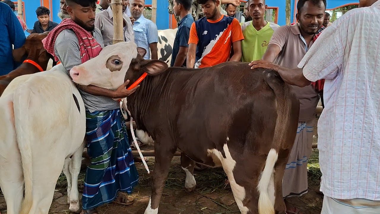 Buy Friesian farm suitable bakna from Bogra famous step hat || 24/10/2025 | gorur hat cow milk