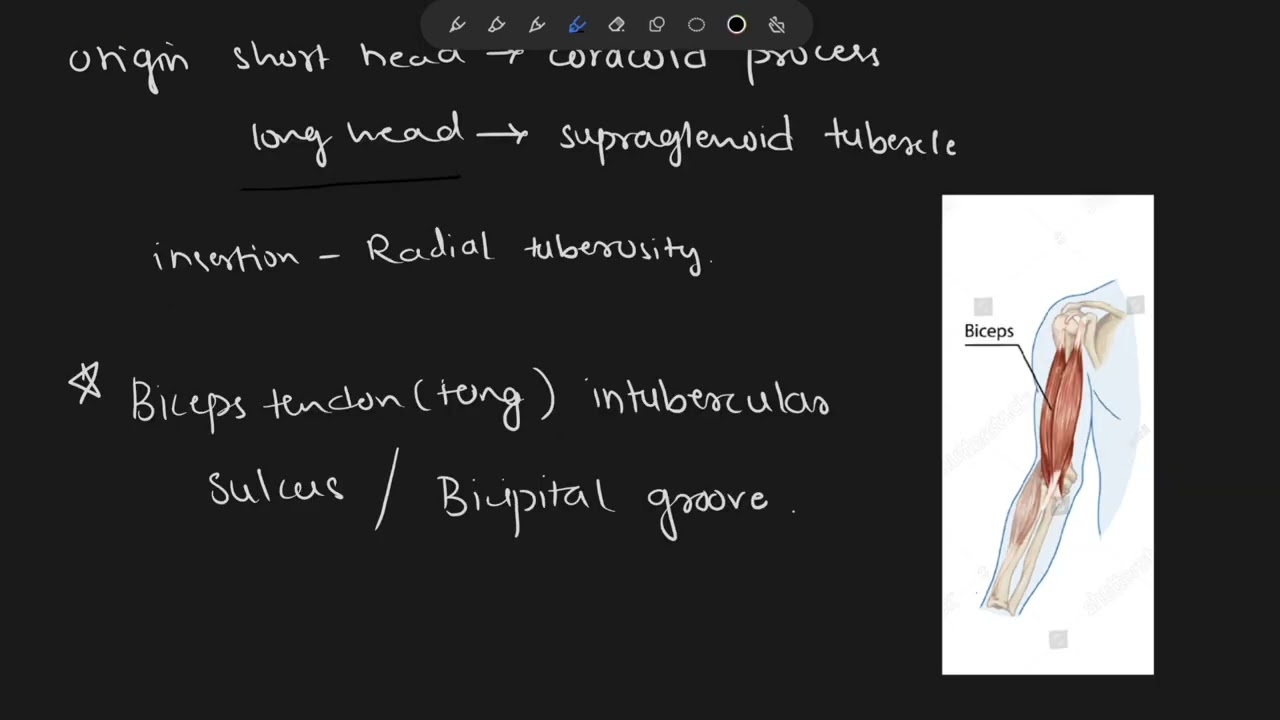 Upper limb anatomy part 1