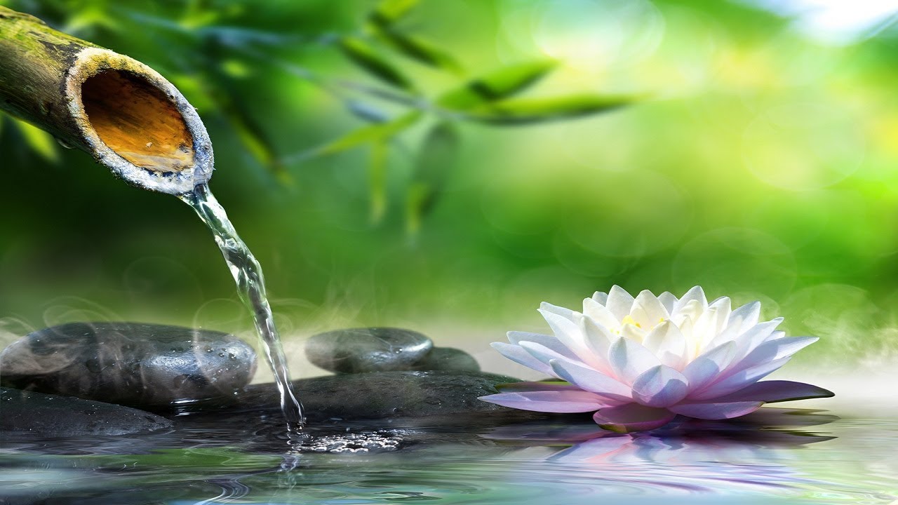 #02 Don Pakundo Live Stream l Meditation Music
