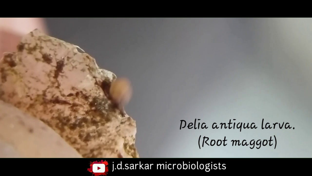 Root maggot |Delia antiqua|Delia radicum fly larva|cabbage maggot|meigen