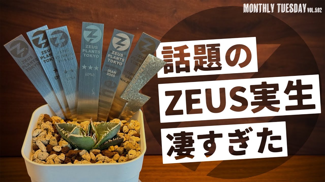【アガベ】アガベ実生！話題のZEUS PLANTS TOKYO特集！日本のアカベ界が盛り上がる！