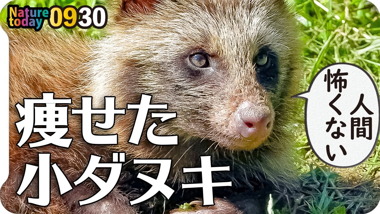 0930【痩せた子タヌキが人懐っこい】コジュケイにカイツブリの鳴き声、蜘蛛が小鳥に食べられる。カエルの捕食失敗、カワセミ。寺家ふるさと村の生き物達　#身近な生き物語　#コジュケイ　#カイツブリ
