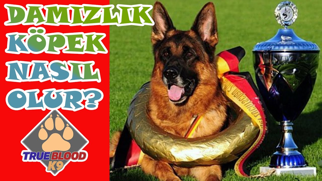 MÜKEMMEL DAMIZLIK KÖPEK NASIL OLUR