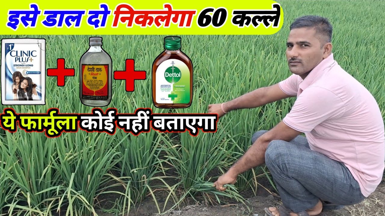 धान में कल्ले,फुटाव और ग्रोथ बढ़ाने का बेस्ट फॉर्मूला | Dhan Me Kalle kaise badhaye | Dhan ki kheti