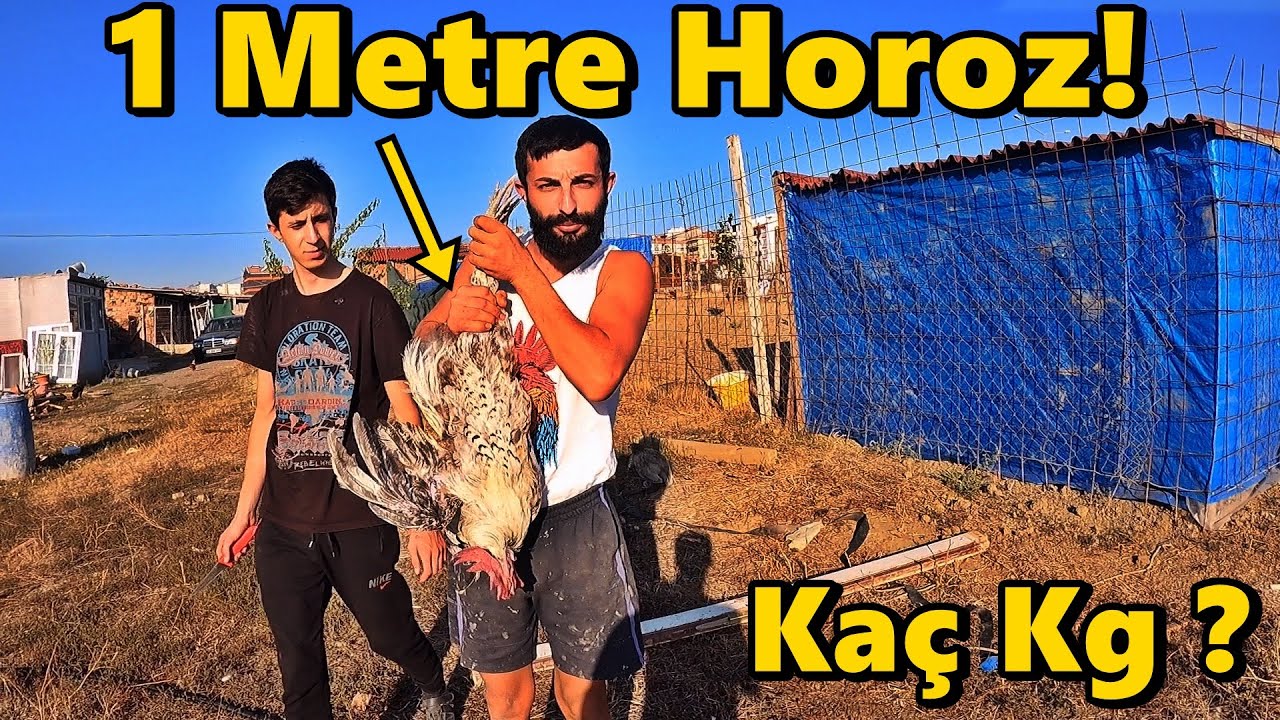 1 Metrelik Denizli Horozu!#Kümeste Son Durum!#Tavuk#Horoz#Civciv