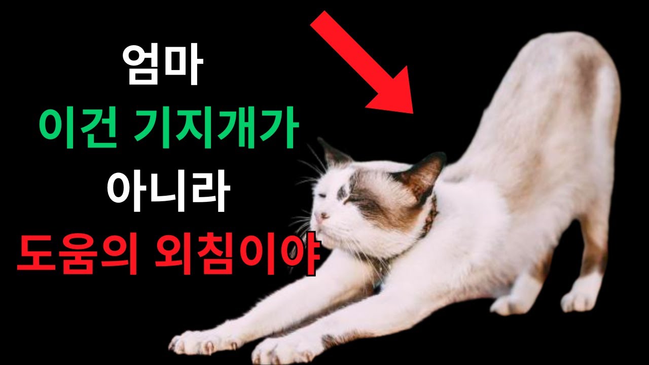 고양이가 당신을 보면 기지개를 켜는 이유 – 이걸 알면 마음이 아플 거예요