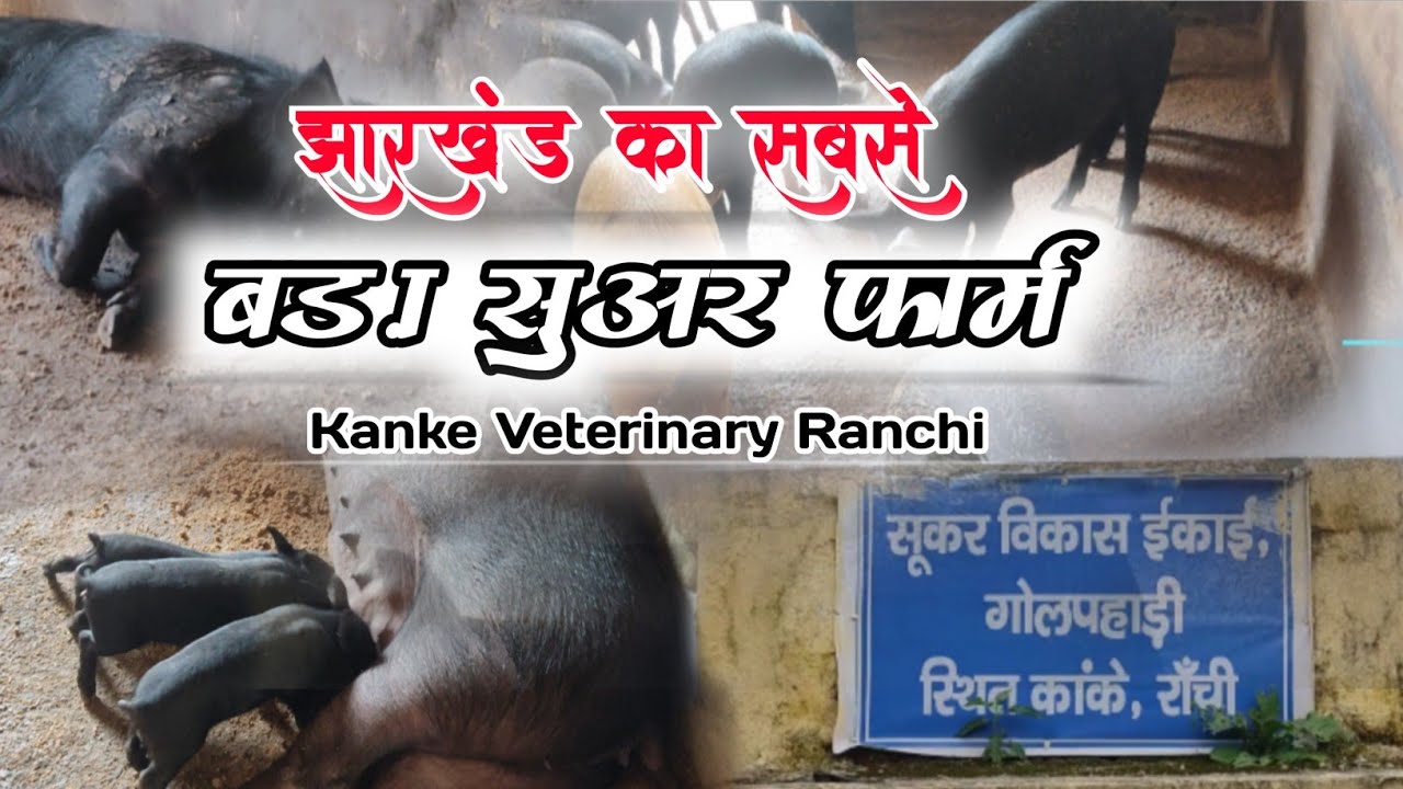 Kanke Veterinary Pig Farm / झारखंड का सबसे बड़ा सूअर फार्म / #kankeveterinary #pigfarmRanchi