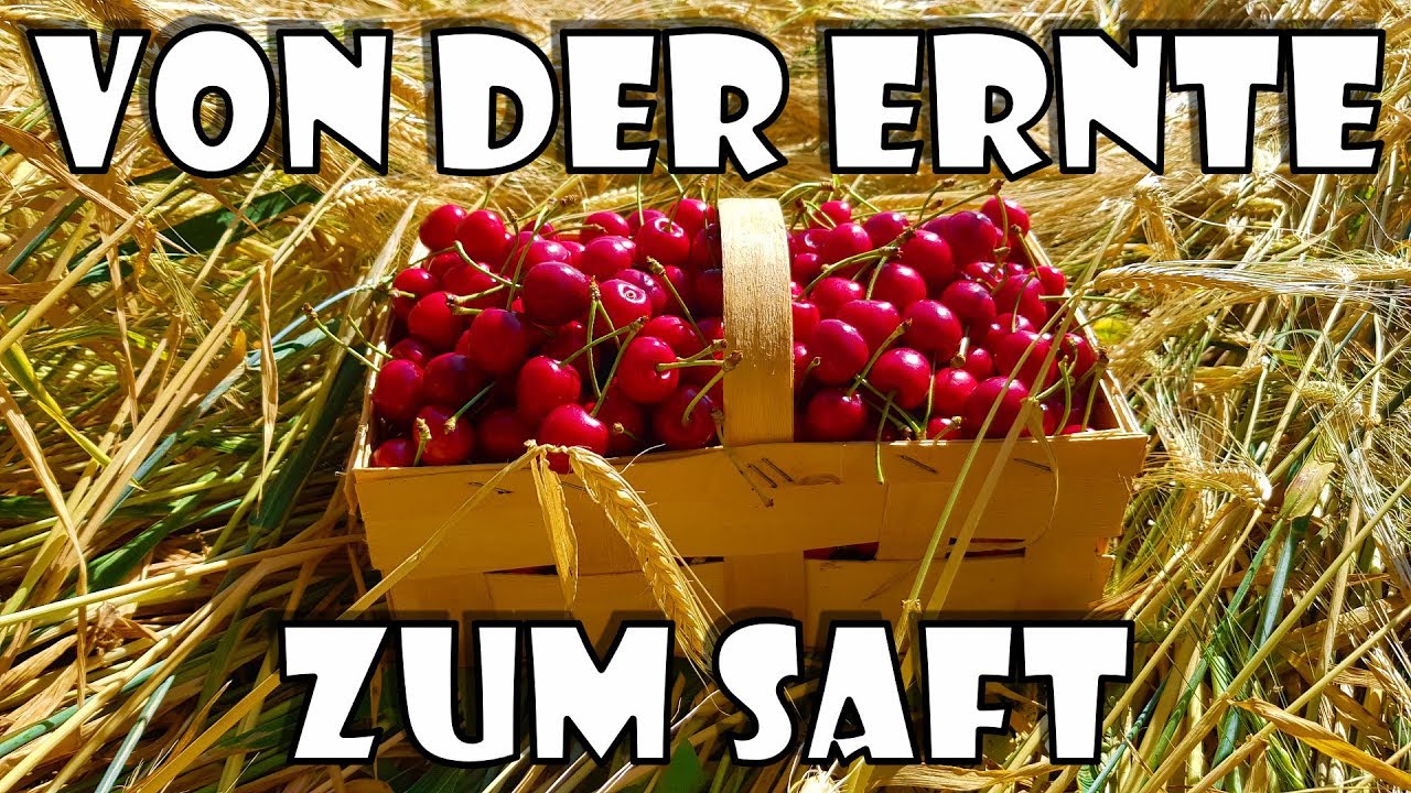 Kirschen ernten und entsaften 🍒 | Zeit zu Zweit