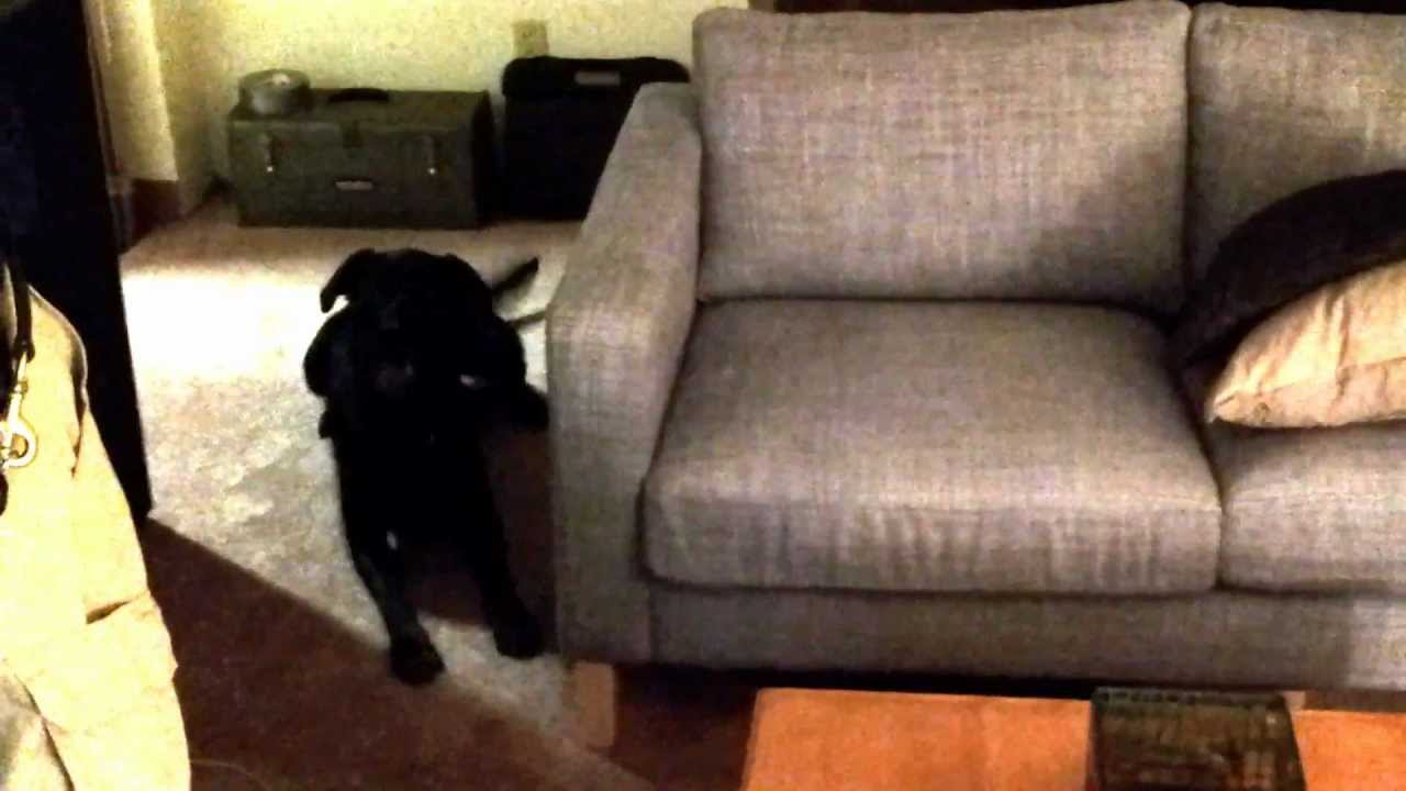 Ross - Bed Bug Detection Dog Inspecting a Couch