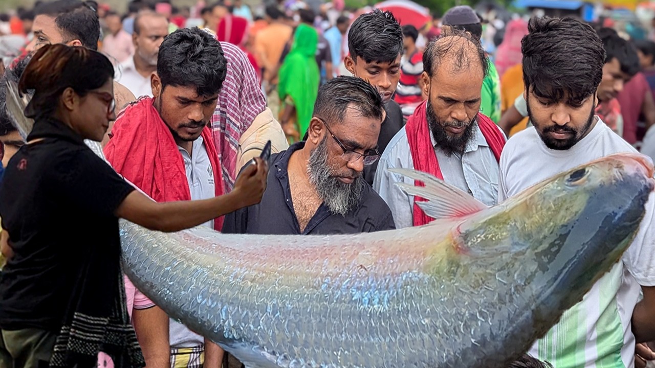 ইলিশ খাওয়ার সুবর্ণ সুযোগ! এমন সস্তায় পদ্মার ইলিশ আর কোনদিন পাবেন না | cheap price hilsa fishmarket