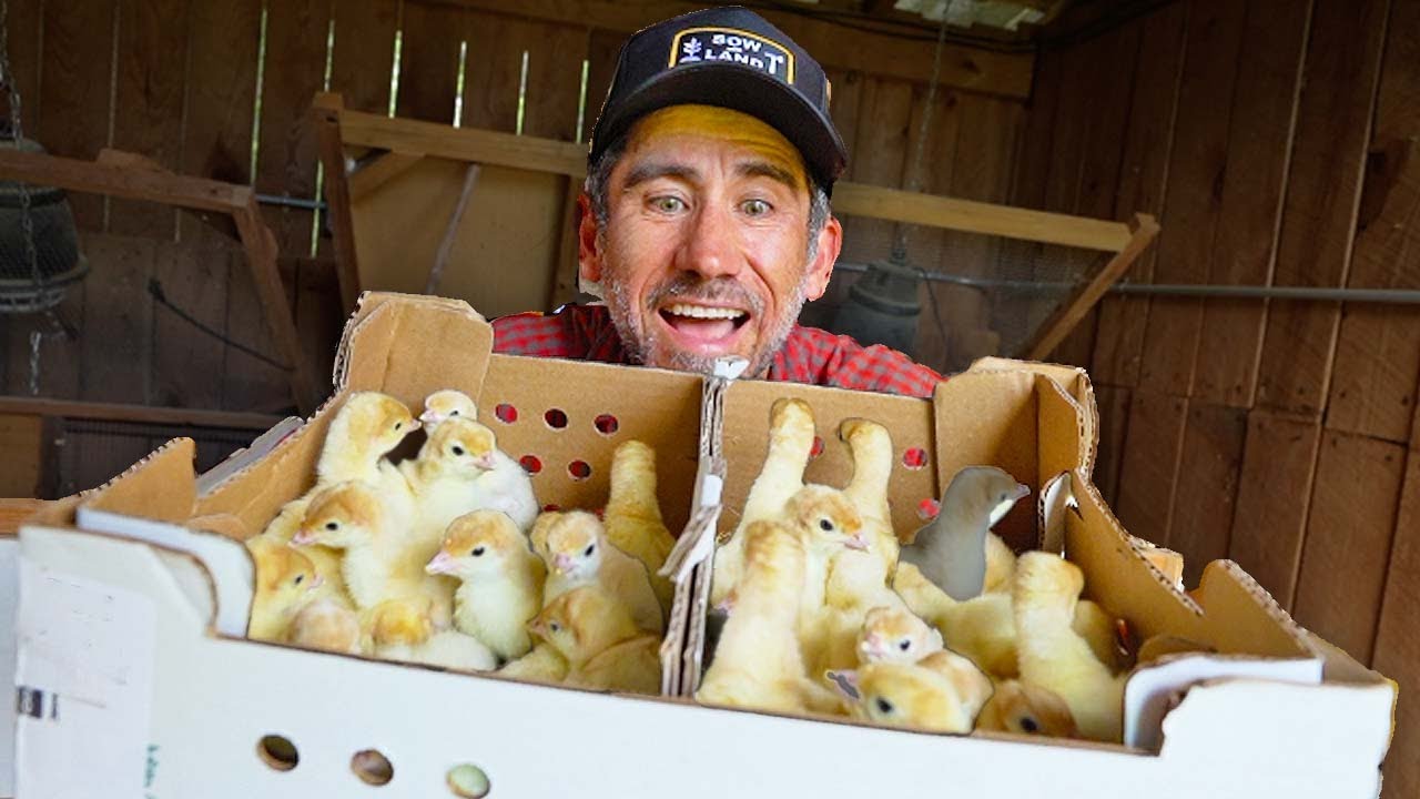 Prepping for Heat and Turkeys Arrive on the Farm