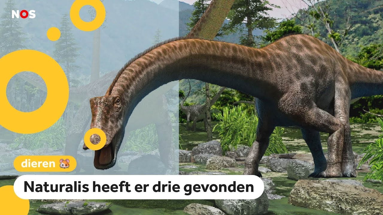 Komt de grote langnek-dino naar Nederland?