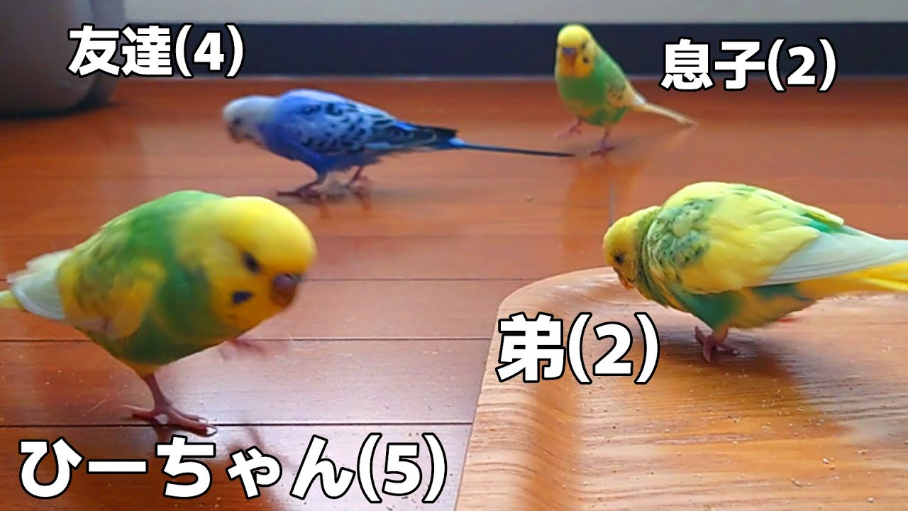 インコ兄弟が1年ぶりの再会です！飼い主同士のLINE公開〜