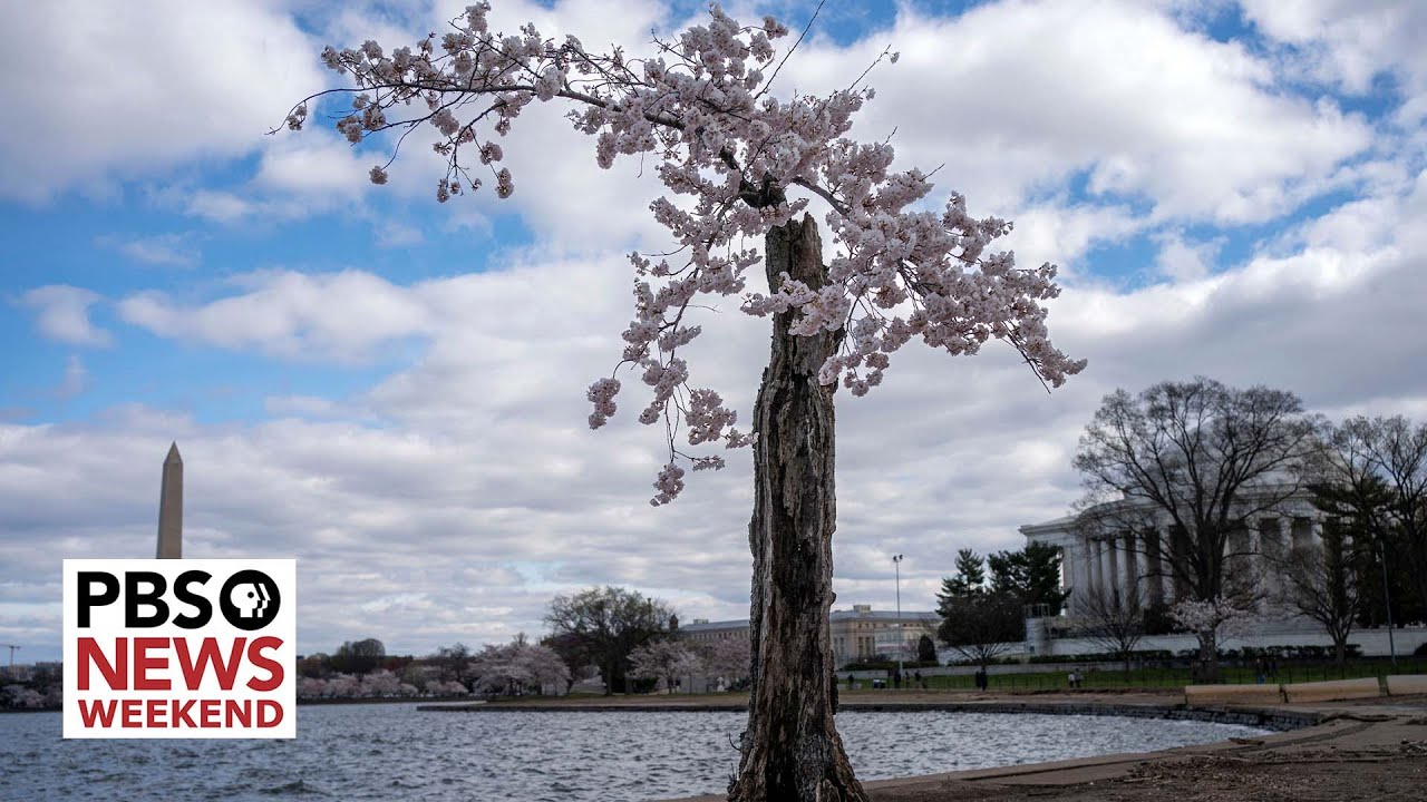 Why Stumpy, D.C.&rsquo;s beloved cherry tree, is seeing its final peak bloom this year