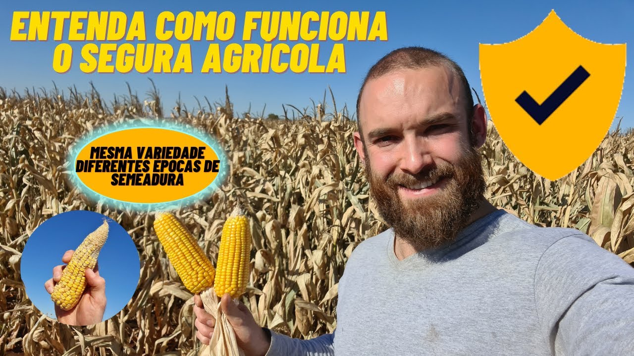 Como funciona o SEGURO AGRÍCOLA (SEGURO RURAL)! Veja como está nossos  MILHOS atingidos pela GEADA