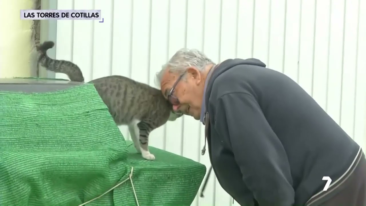 VECINOS DEL BARRIO LAS PARCELAS EN LAS TORRES DE COTILLAS DENUNCIAN LA DESAPARICIÓN DE GATOS