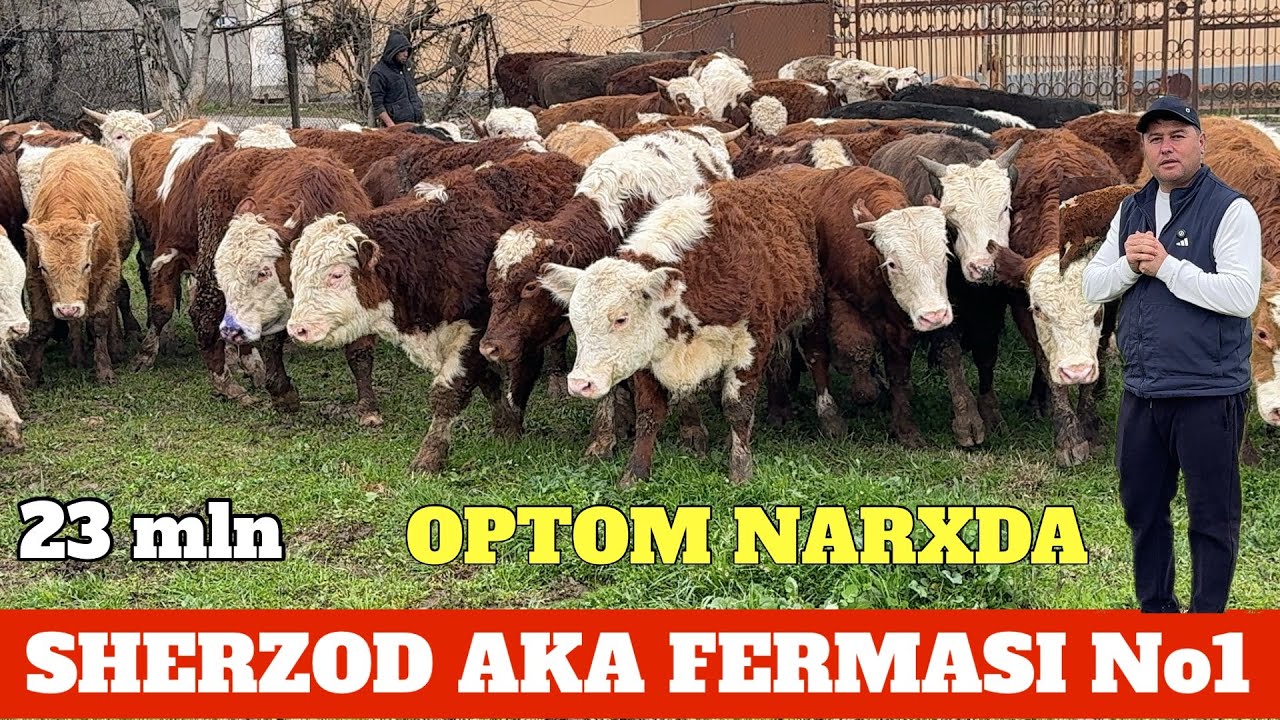 SHERZOD AKA 23 mlnga PALTARASHKA OPTOM NARXDA QATTASILA KEMISILAMI.