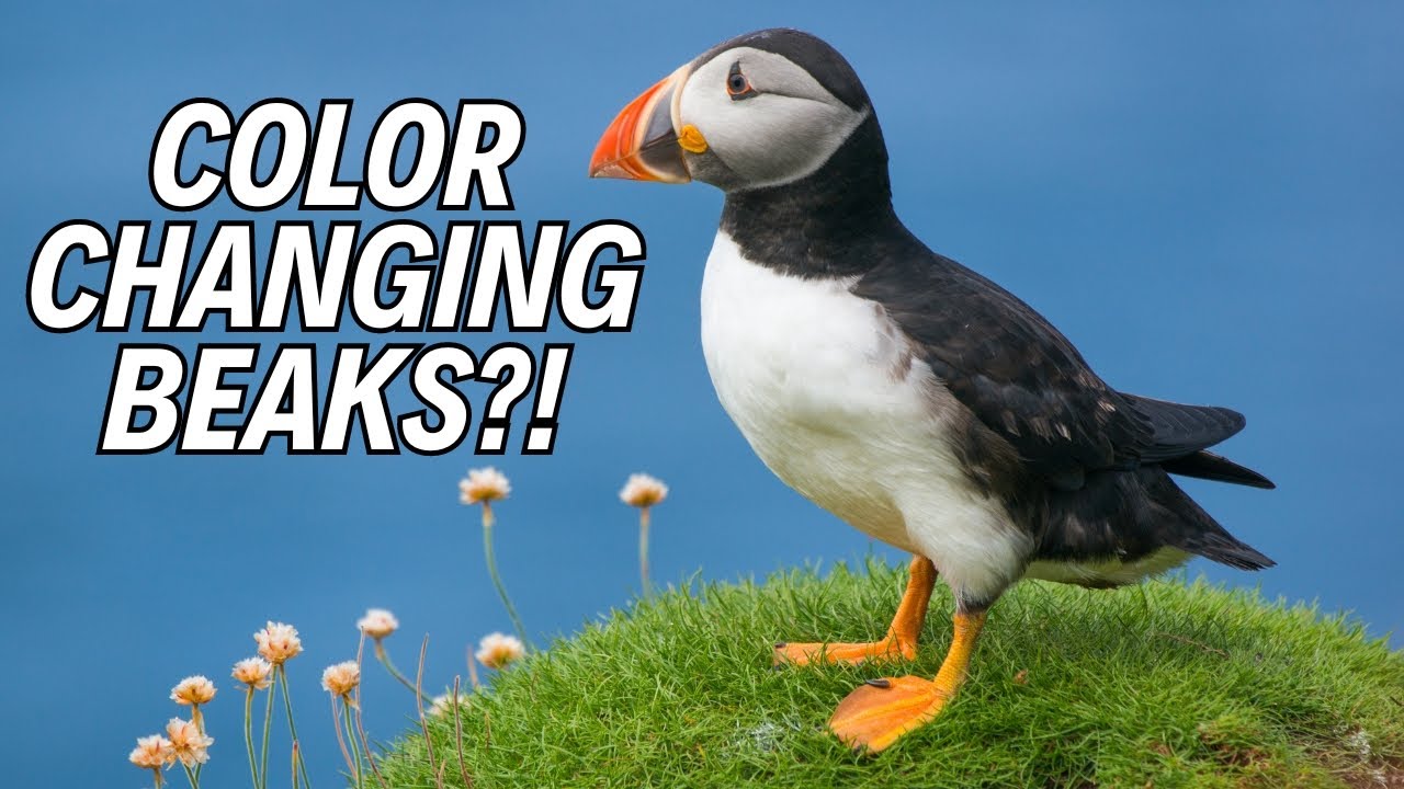 10 Incredible Puffin Facts You NEED to Know! 🐧🌊