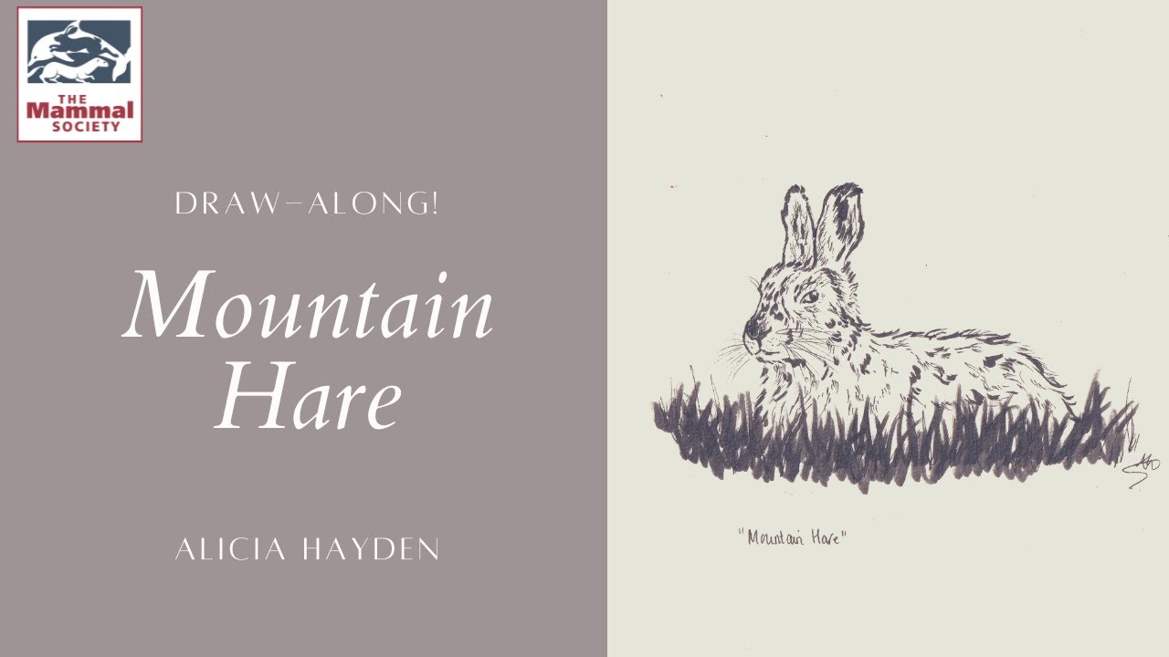 Mountain Hare Draw-along - The Mammal Society