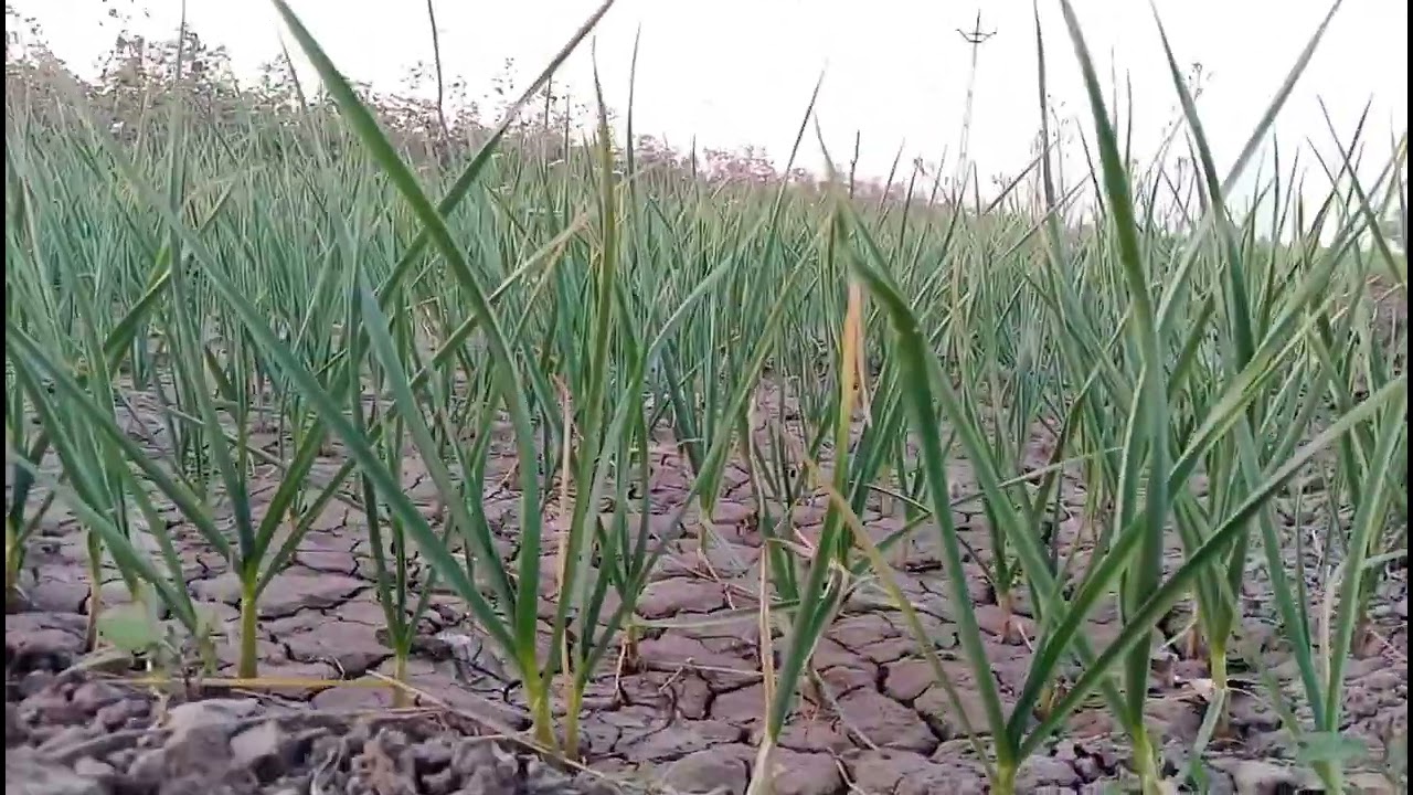 વાડી ની  મોજ કયક અંલગ હોય જય ખોડીયાર માં 