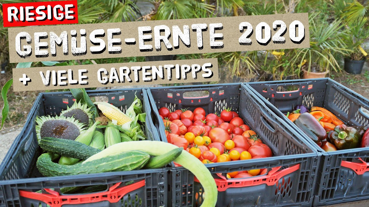 Ernte 2020 - Richtig ernten und Erntezeitpunkt bestimmen + Selfbio Tomatenkalender