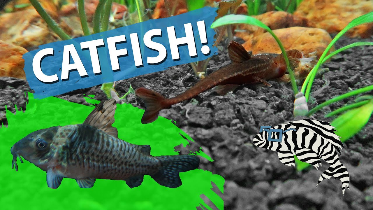 RED LIZARD CATFISH & CORY CATS!!!