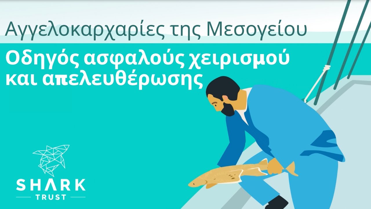 Αγγελοκαρχαρίες της Μεσογείου: Οδηγός ασφαλούς χειρισμού και απελευθέρωσης