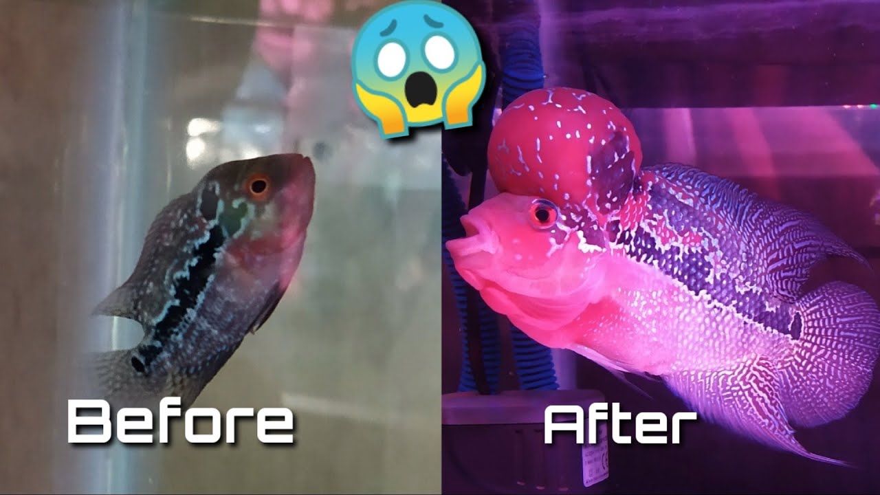 Flowerhorn Fish 6 Months Transformation