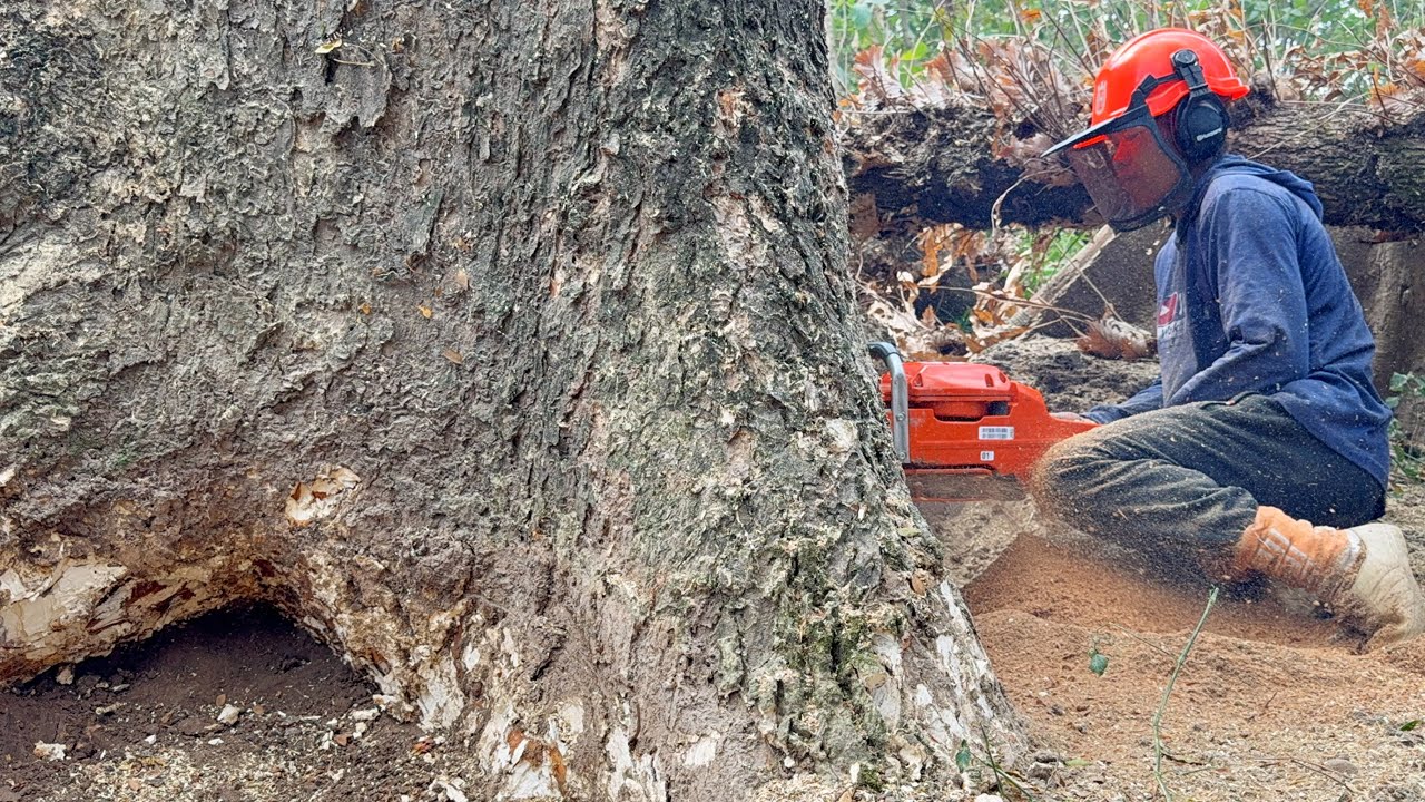 Monster chainsaw Vs Monster tree‼️ Husqvarna 3120xp first start & cutting.