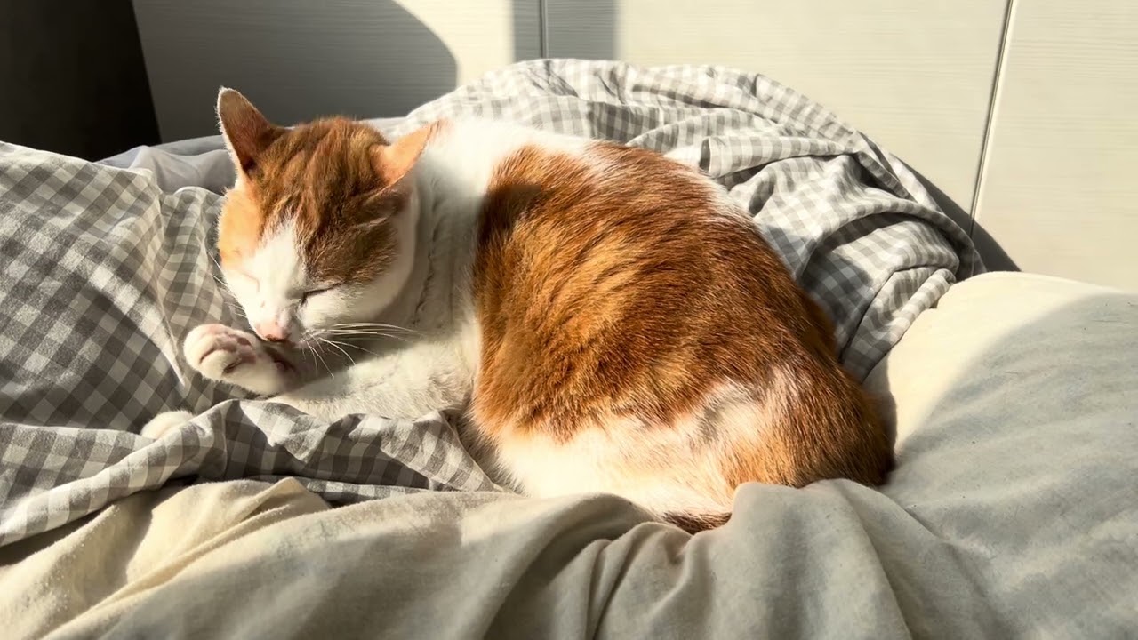 猫毛繕いasmr