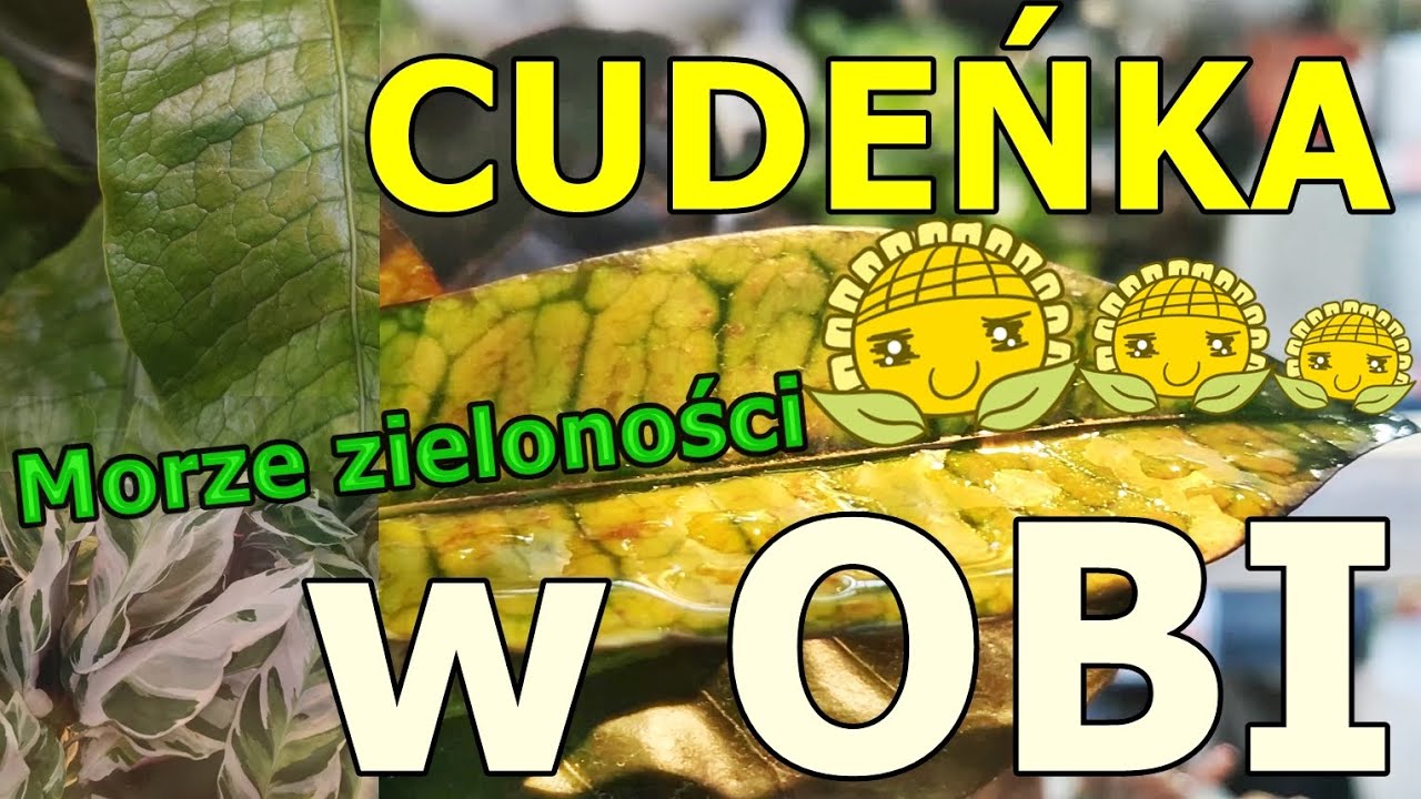 Wyprawa Roślinna do OBI część 1 - piękne i ciekawe rośliny kolekcjonerskie
