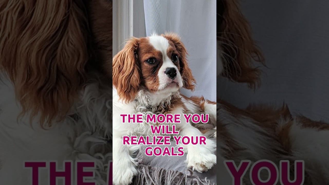 The More Stillness You Practice... | Conscious Pet Sitter