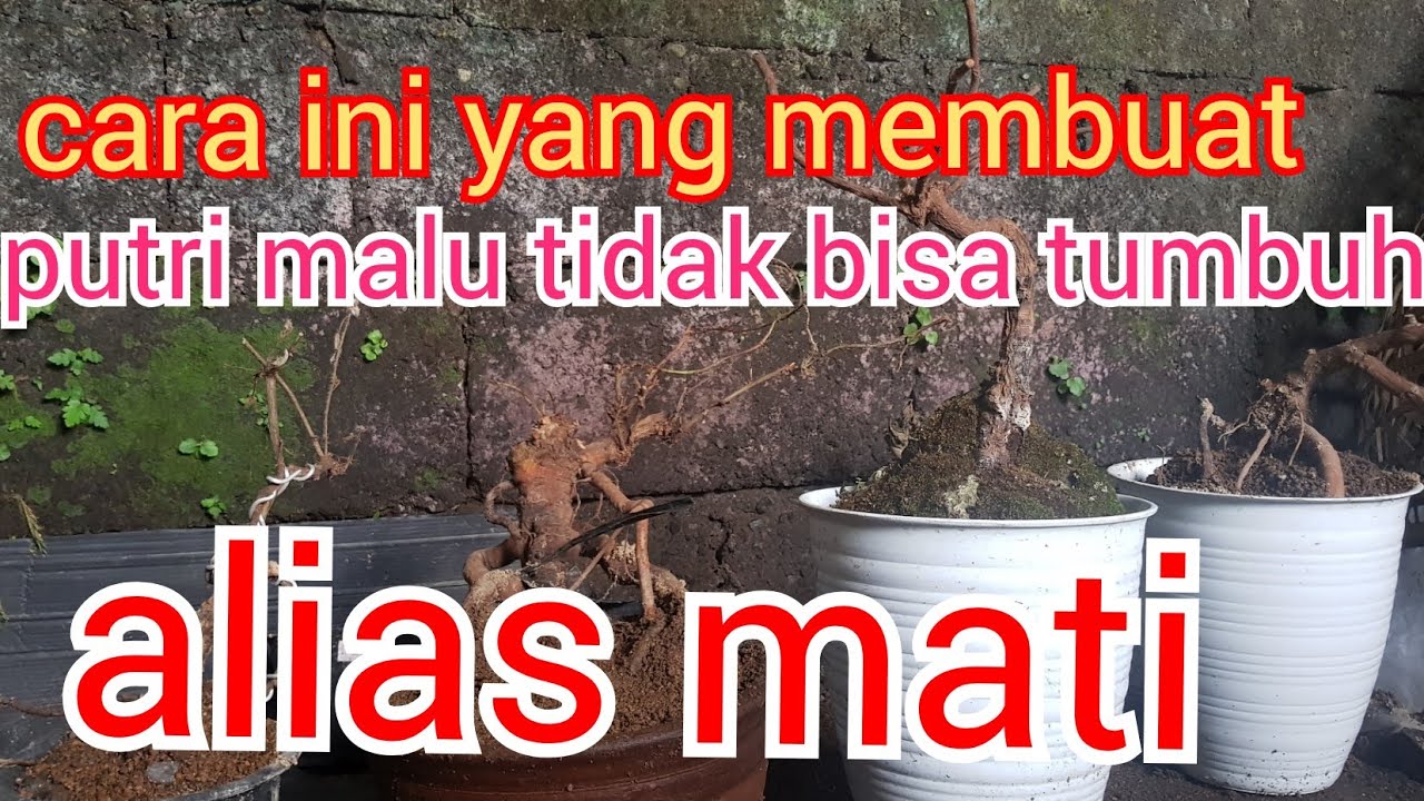 penyebab putri malu tidak bisa tumbuh atau mati