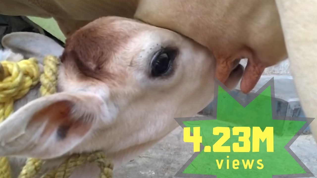 Punganur Calf Drinking Milk {Slow motion} || Punganur cow milk capacity ||