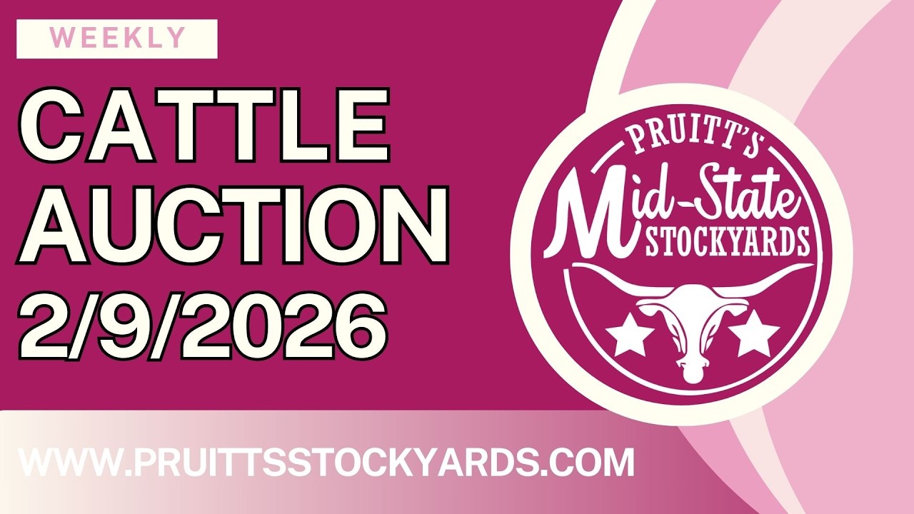 2/9/2026 - Cattle Auction- Pruitt's Mid-State Stockyards