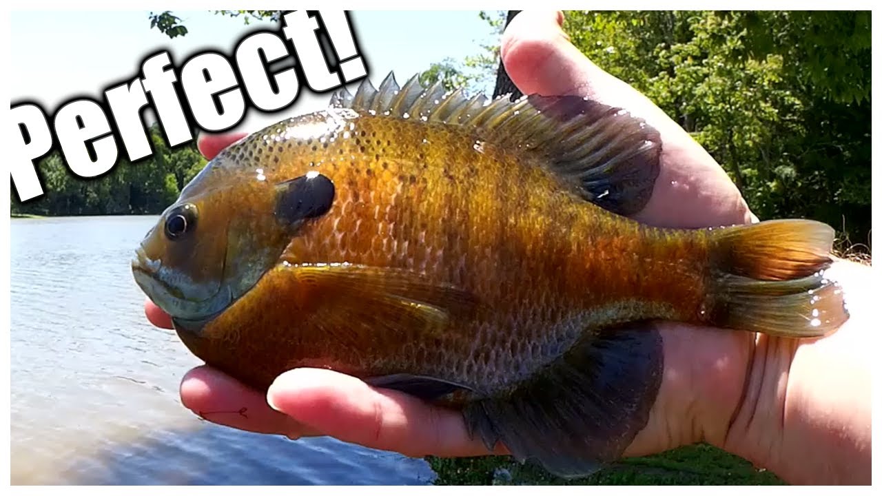 Picture Perfect Bluegill - Fishing For Perfect Bluegill From Shore