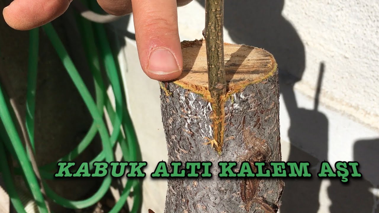 EN KOLAY ŞEKİLDE KABUK ALTI KALEM AŞI UYGULAMASI