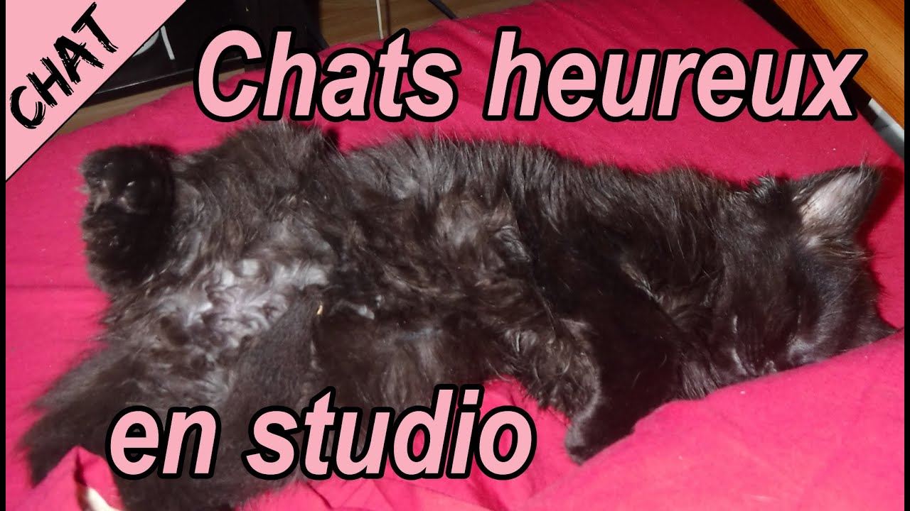 [chats] 7 conseils pour accueillir un/des chat(s) dans un petit appartement / sécuriser un balcon