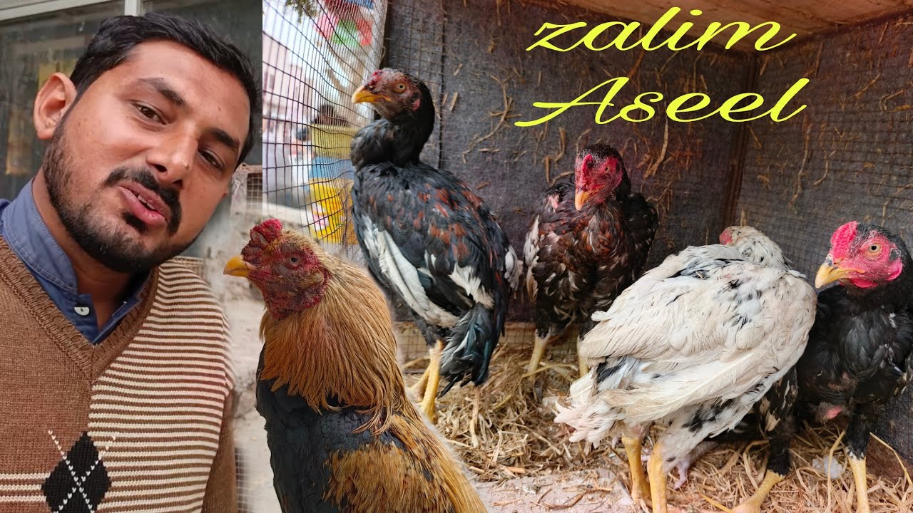 Zalim Aseel Murghay | Dangerous look