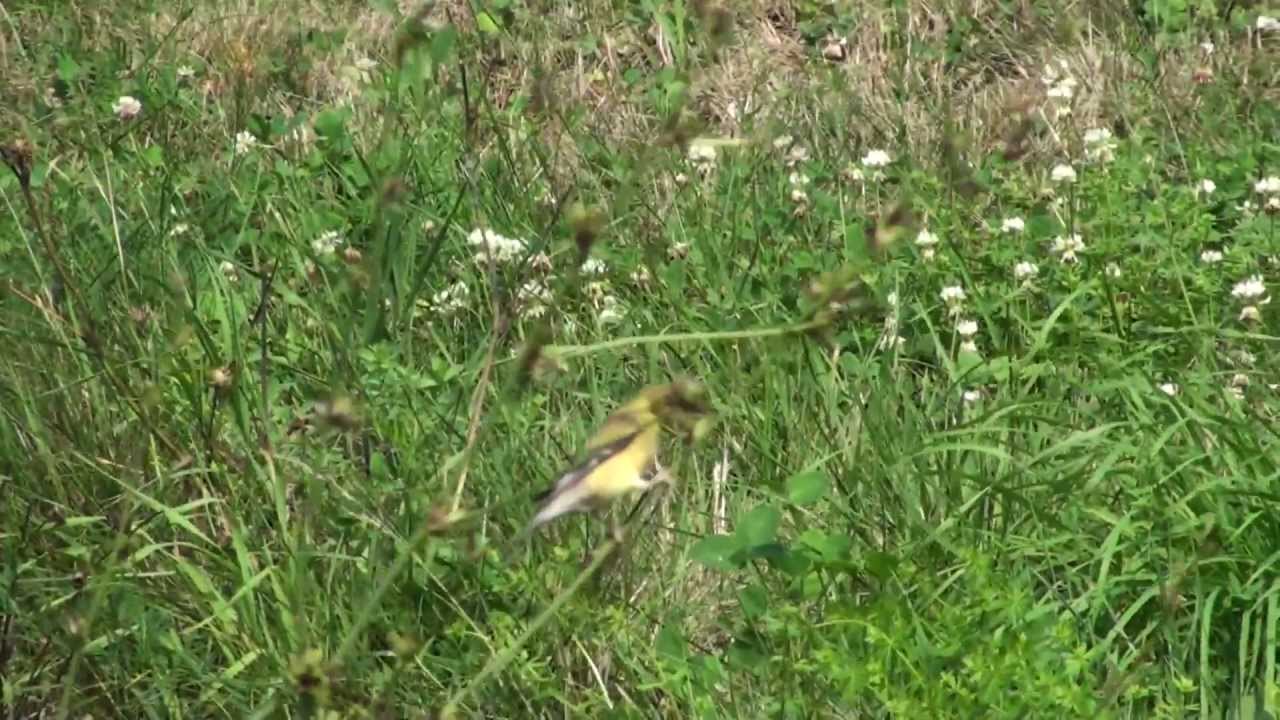 Pine Warbler