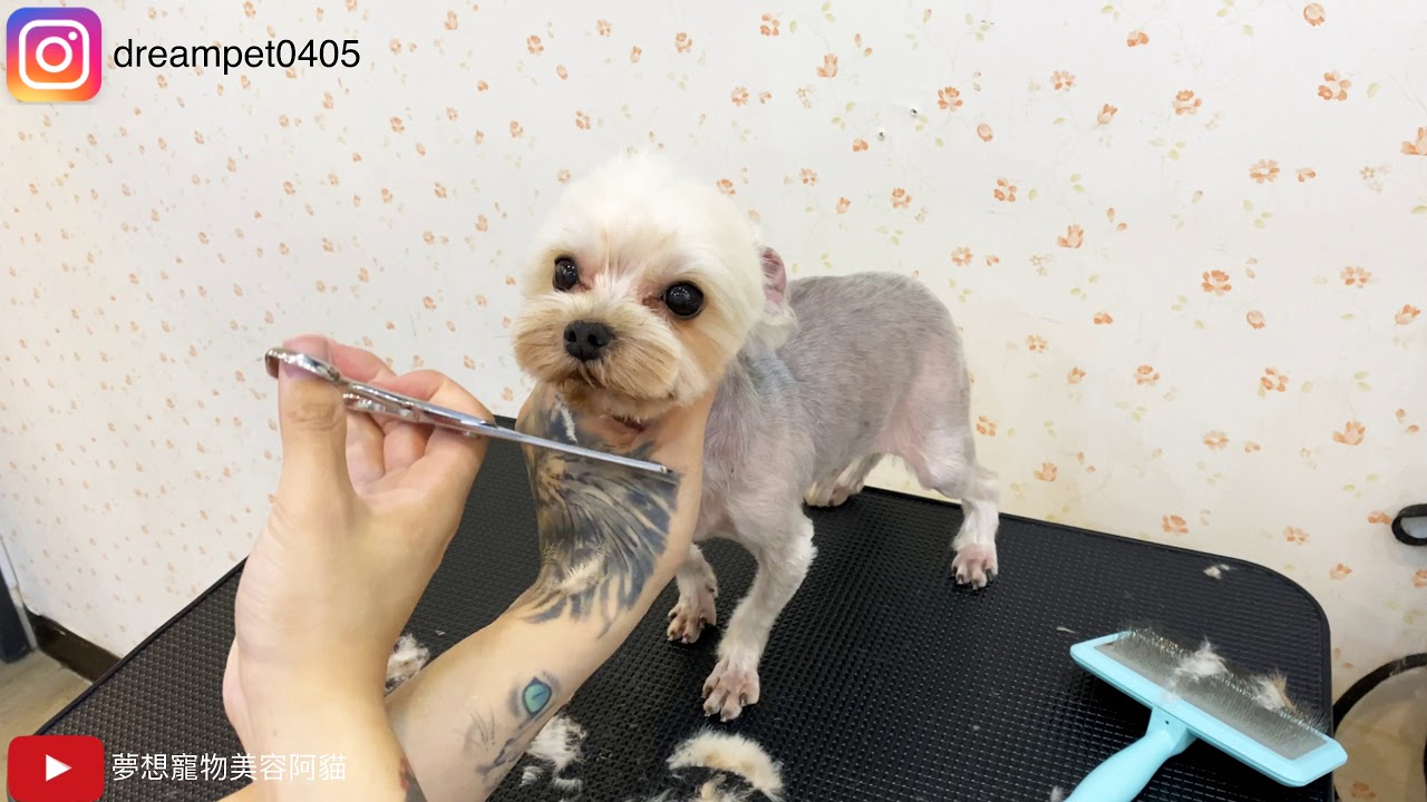 約克夏小可愛來美容了dog grooming | 夢想寵物美容109