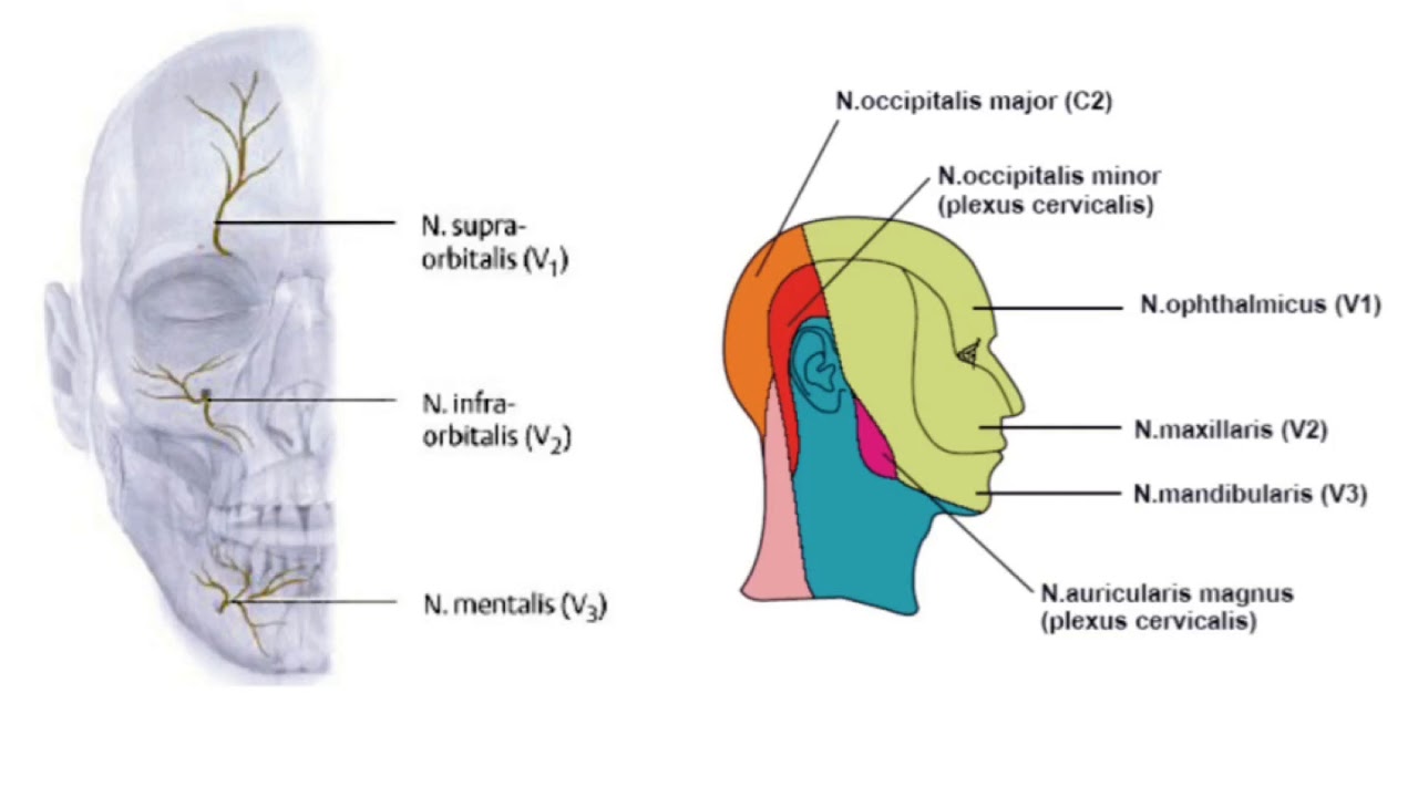 Anatomi / Sinir Sistemi / Kranial Sinirler II