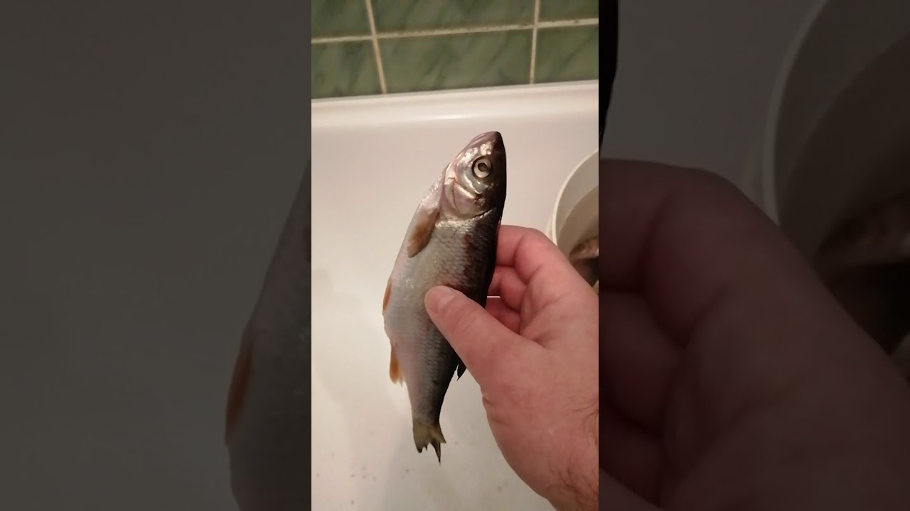Вымачивание рыбы 👍🐟