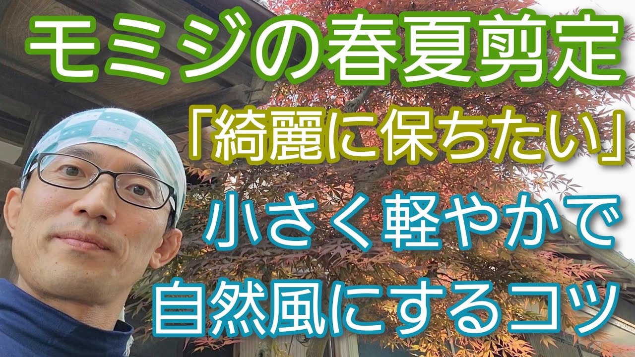 【モミジの剪定(2022春夏)】綺麗に小さく自然風に保つための手入れのコツ🍁👌