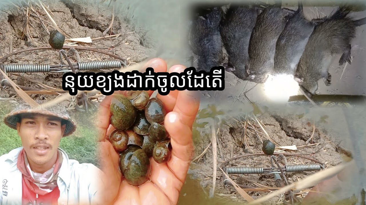 តោះបងប្អូនដល់ម៉ោងទៅ  ដាក់អន្ទាក់ហើយ [ដាក់អន្ទាក់កណ្ដុរ]